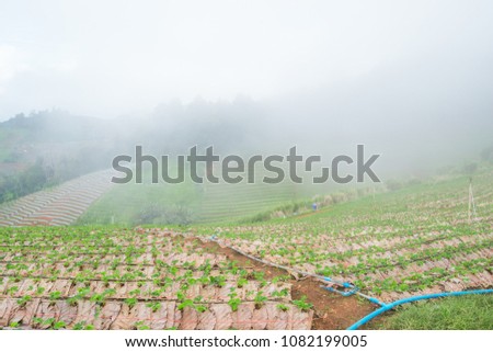 Strawberry Park Chiang Mai mon jam mountain Thailand It is a natural and agricultural tourism landscape nature concept