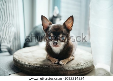 Chihuahua is watching this stare on the throw pillows