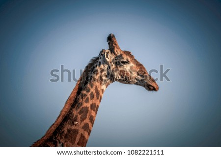 A very close up shot of a giraffe.