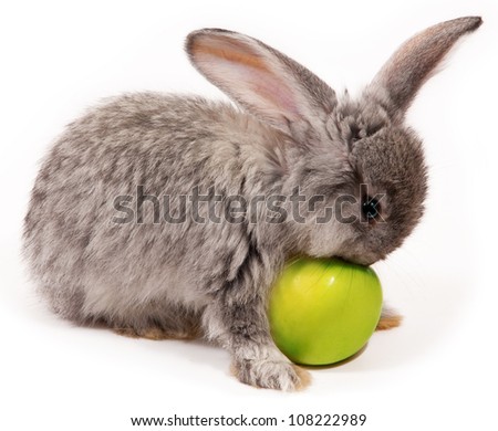 rabbit with apple isolated on white background