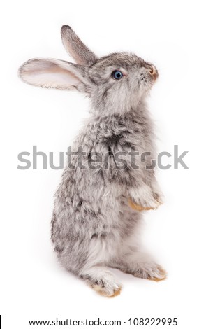 rabbit isolated on white background Royalty-Free Stock Photo #108222995