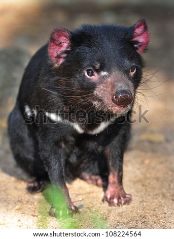 tasmanian devil close up full frame, australia, exotic endangered mammal / marsupial