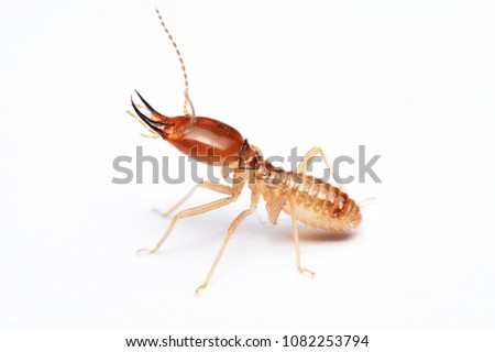Termite on isolated whited background
 Royalty-Free Stock Photo #1082253794