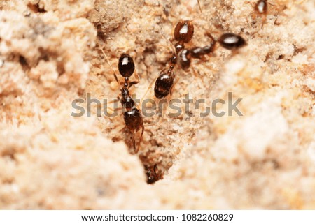  Ants inside the nest