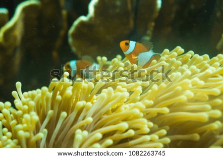 Nemo in Underwater coral reef with fish and sun light, Seascape