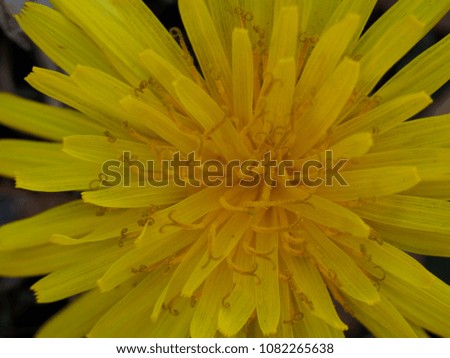Macro yellow petals in the garden