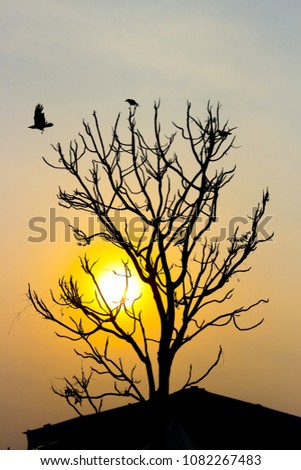 tree silhouette with sunset