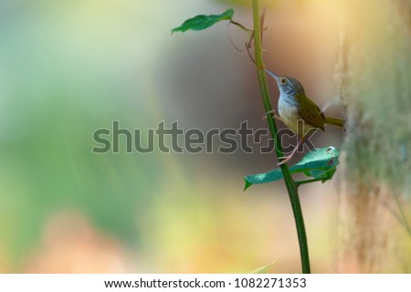 Common Tailor bird perching on New Guinea Rosewood. Common Tailor bird 