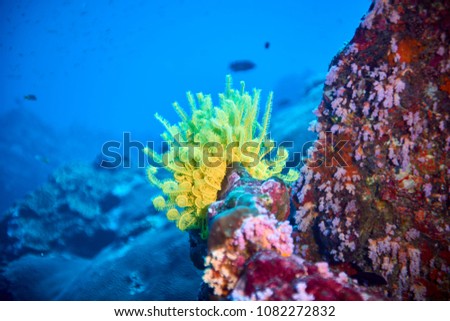 Fish on underwater softt coral reef