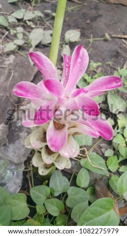 Zingiberaceae pink color