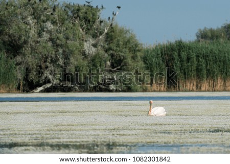 White Pelican (Pelecanus onocrotalus) on Flowering Aquatic Vegetation