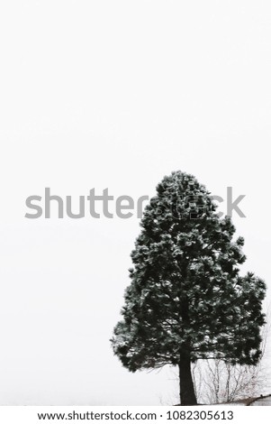 Snowy pine tree with a misty background