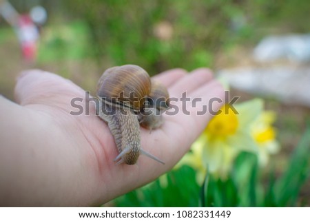 hand holding a snail shell while she is curious to observe the world around her. family of snails