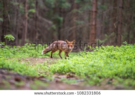 	
Red fox in the woods(Vulpes vulpes)