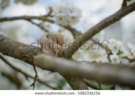 family of snails sitting on a blossoming apple or cherry in the spring, colorful green and white nature background.