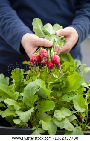 man gardener picking radish from vegetable container garden on balcony