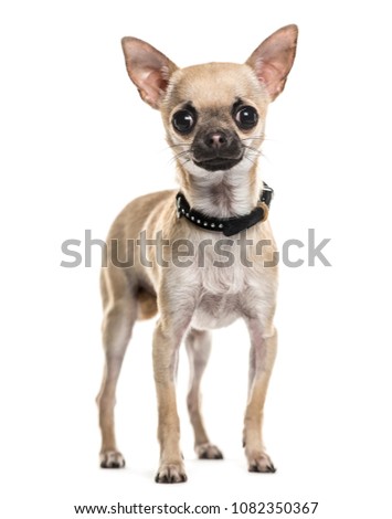 Standing Chihuahua dog, pet, isoloated