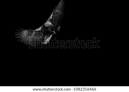 An interesting detail. Portrait of a baldheaded an eagle in flight, isolated on black background. Black and white photography. 