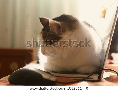 working place with laptop mouse and lazy funny cat laying on warm keyboard close up photo