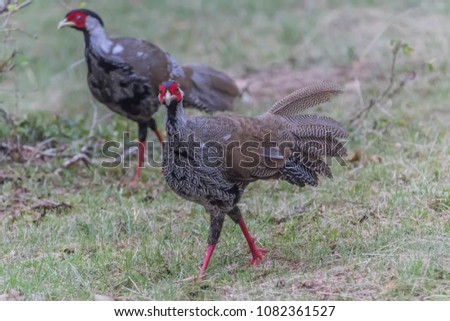 Pheasant is a common name for several species of birds, many currencies in phasianidae. (Phasianidae), usually in the subfamily Phasianinae.