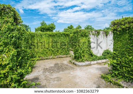 Green maze garden with blue sky