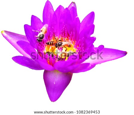 bee  in lotus white background isolated