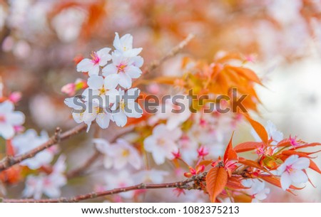 image of pink sakura flower (cherry blossom) in Japan on day time.