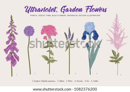 Set Garden Flowers. Classical botanical vector illustration. Blue, violet, pink, purple flowers.  Royalty-Free Stock Photo #1082376200