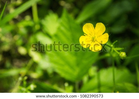 Flowering of celandine. Yellow flowers, green stems and leaves.