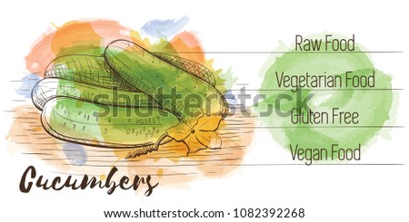 Vector watercolor sketch card of vegetarian food. Eco food. Cucumbers isolated on white sketch with characteristics.