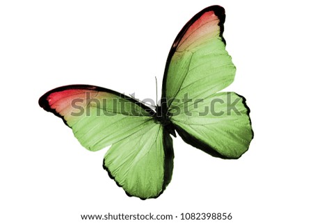 green butterfly. isolated on white background
