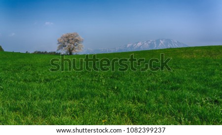 HDR image of Solitary cherry blossom in a farm with blue sky background