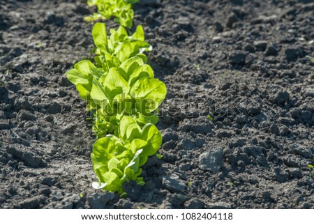 Spinach crop, field