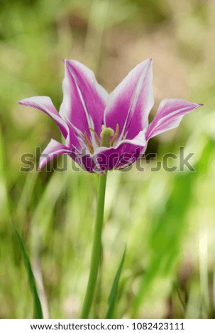 Beautiful tulip flower lilac in a spring garden against a background of green grass