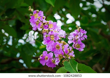 Close up of Lagerstroemia speciosa flower!