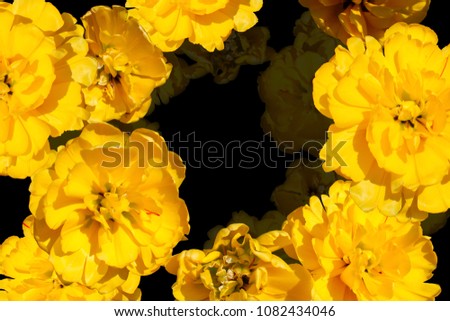 Yellow tulips isolated on black background.