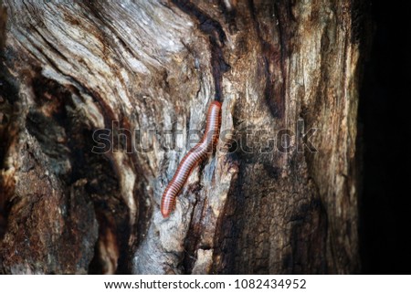 A Millipede on tree.