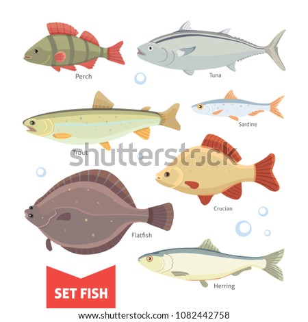  Freshwater fishes collection isolated on white background. Set Fish illustration.