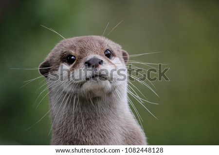 Cute close up portrait of an Asian or Oriental small clawed otter (Aonyx cinerea) with out of focus background Royalty-Free Stock Photo #1082448128
