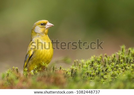 Greenfinch trying to hide in yellow green moss