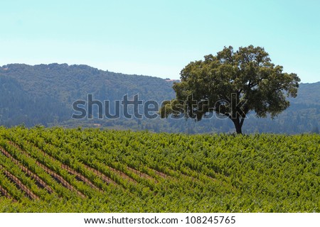 The Lone Oak, horizontal orientation of green vineyards and lone oak tree with rolling hills in the background