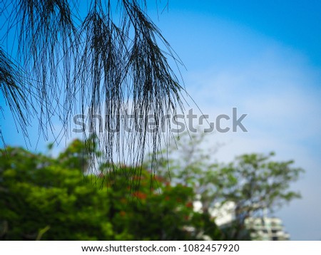 Beautiful view of natural tree with sky.selective focus