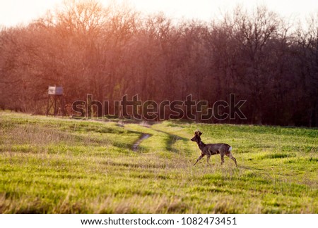 Roe deers in their natural habitat before sunset
