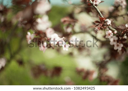 Blossom plum tree