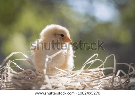 Yellow chicken in a hay on a green background closeup