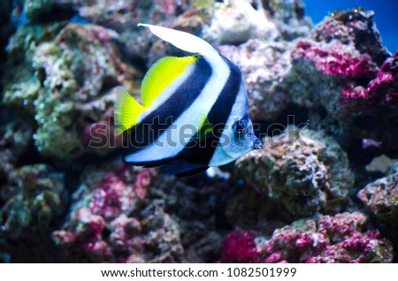 Beautiful aquarium fish floating in clear water against the background of stones and seaweed