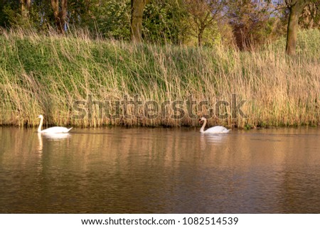 two swans in a small river. 