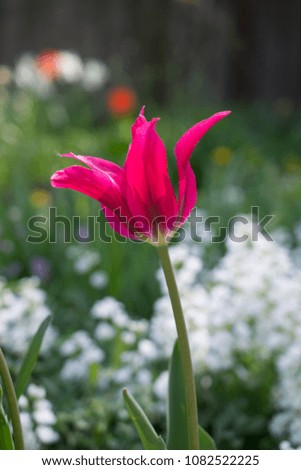 Spring background with pink tulips blossom. Spring flower on natural bokeh background. Beautiful natural bokeh background.