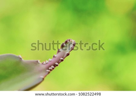 Close Up Branch Of Tree Dragon Fruit With Nature Background In The Park