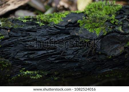 Old tree trunk with moss in the rainforest with bright fresh colors, cut with dark wood, shiny beautiful.